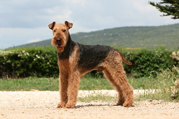 Airedale Terrier standing outdoors.