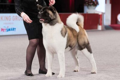 Akita at the AKC National Championship.