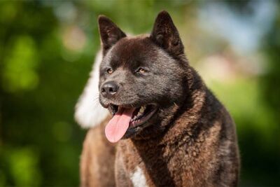 Akita head portrait outdoors.