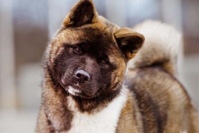 Akita head portrait outdoors.