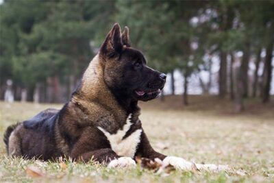 Akita laying down in profile outdoors.