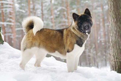 Akita standing in the snow.