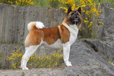 Akita standing on a cliff in profile outdoors.