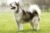 Alaskan Malamute standing in profile in the grass.