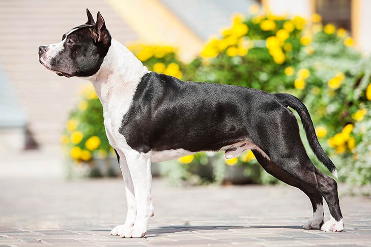punch spannend progressief American Staffordshire Terrier Dog Breed Information