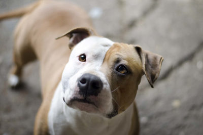 American Staffordshire Terrier face in three-quarter view.
