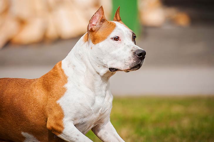 American Staffordshire Terrier outdoors facing right.
