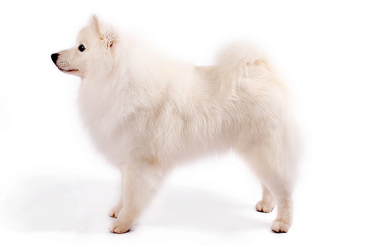 American Eskimo Dog standing in profile facing left.