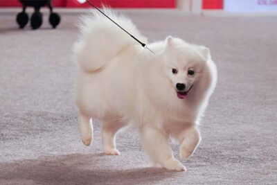 American Eskimo Dog at the AKC National Championship.