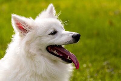 American Eskimo Dog head in profile outdoors.