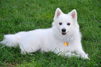 American Eskimo Dog laying down in the grass.