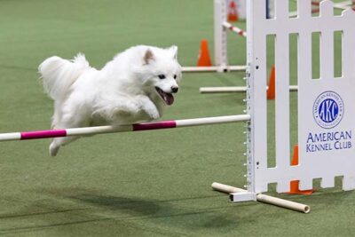 American Eskimo Dog leaping over an agility jump.