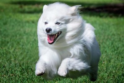 American Eskimo Dog running outdoors.