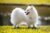 American Eskimo Dog standing in the grass in bright sunlight.