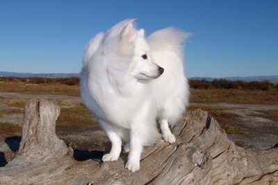 American Eskimo Dog standing in the wind in an open landscape
