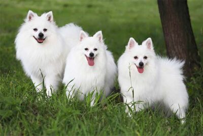 American Eskimo Dogs standing together outdoors in the grass.