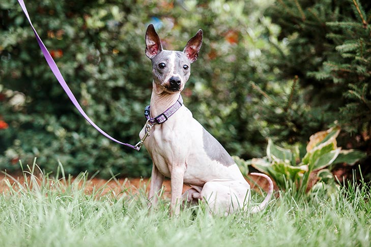 American Hairless Terrier on a leash sitting in the grass.