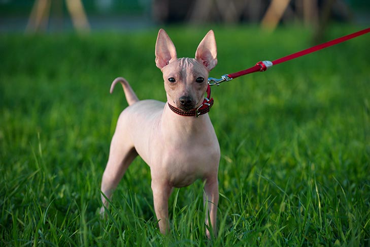 American Hairless Terrier on a leash standing in the grass.