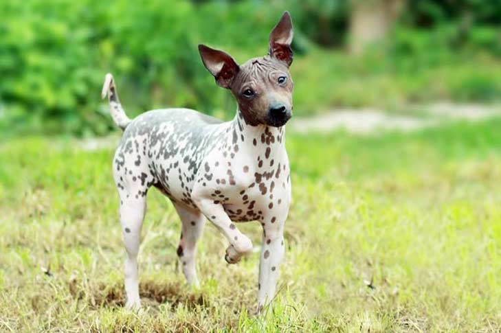American Hairless Terrier puppy standing in a field outdoors.