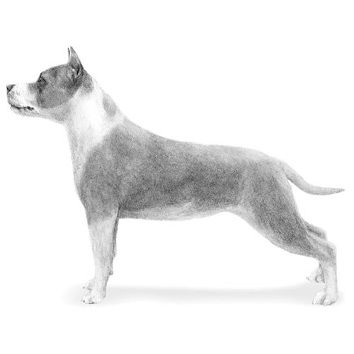 American Staffordshire Terrier Girlie breed standard USA Damen S-XXL 