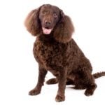 American Water Spaniel sitting in three-quarter view on a white background.