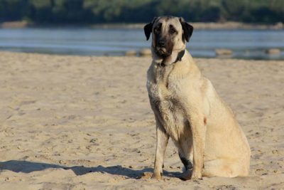 Anatolian Shpeherd sitting on the beach.