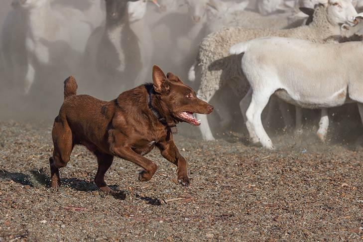 Turist Agurk Praktisk Australian Kelpie Dog Breed Information - American Kennel Club