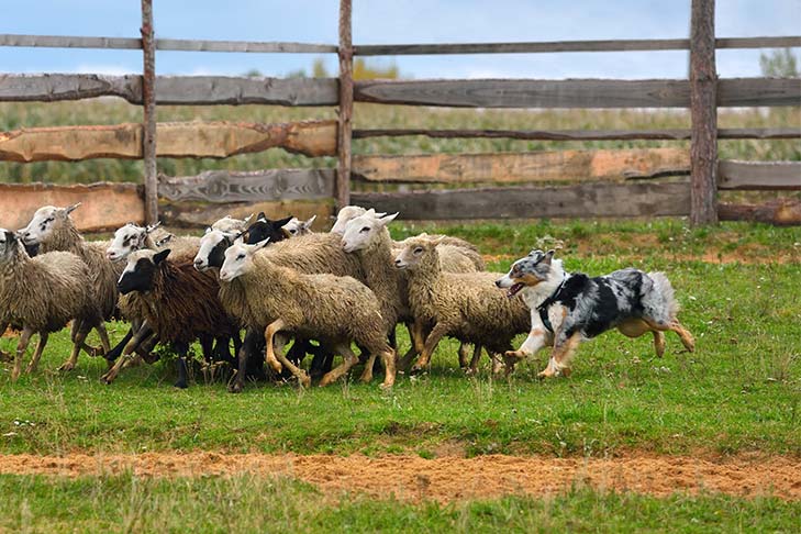 Australian Shepherd working a flock of sheep in a meadow.