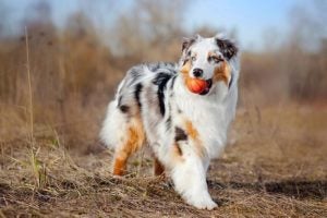 Australian Shepherd outdoors with a small toy basketball in its mouth.