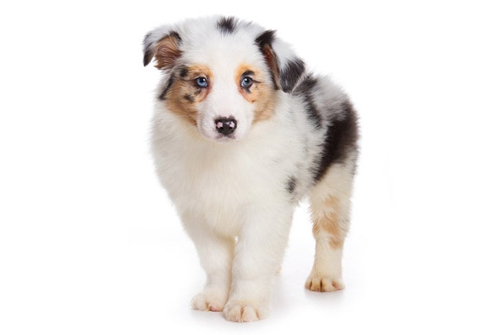 stak beskyttelse monarki Australian Shepherd (Aussie) Puppies For Sale - AKC PuppyFinder