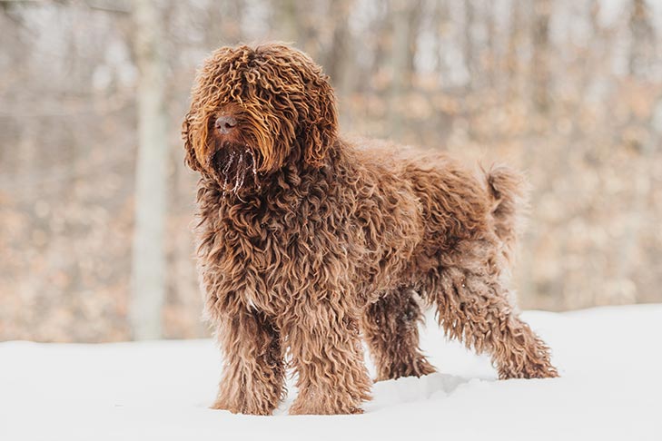 Barbet standing in the snow.