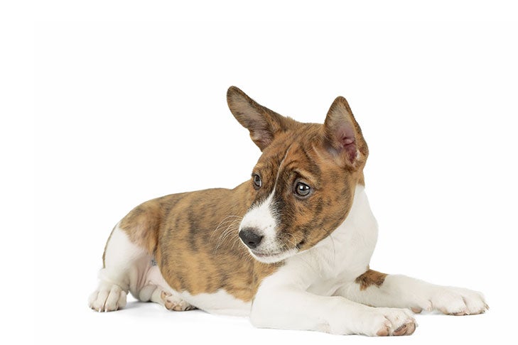 Basenji Growth Pictures