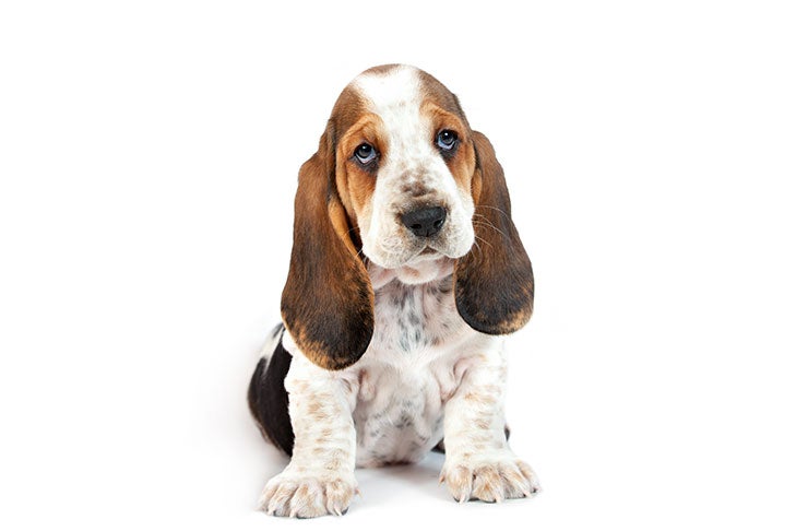 Basset Hound Dog Breed Information