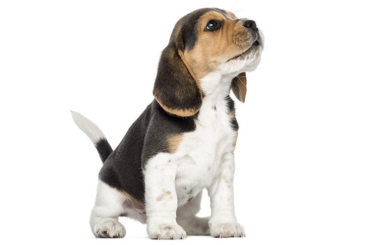 The 10 Best Beagle Breeders In America - HappyDoggo