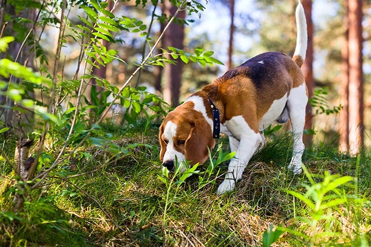 Beagle sniffing in the woods on a scent.