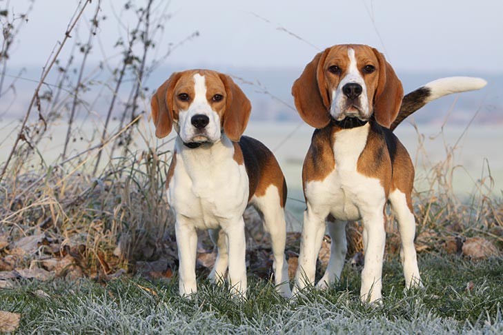 Beagle Dog Breed Information