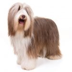 Bearded Collie standing facing forward in three-quarter view