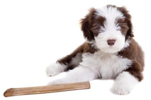 Bearded Collie puppy laying next to a chewing stick.