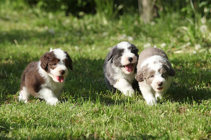 Bearded Collie puppies running outdoors.
