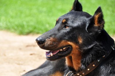 Beauceron head in profile outdoors.