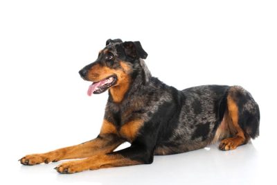 Beauceron laying down in profile.