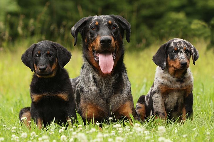 Beauceron with puppies laying outdoors in the grass.