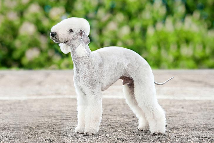 Bedlington Terrier Dog Breed Information