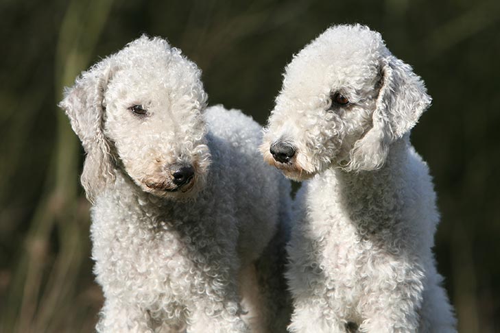 Two Bedlington Terriers together outdoors.