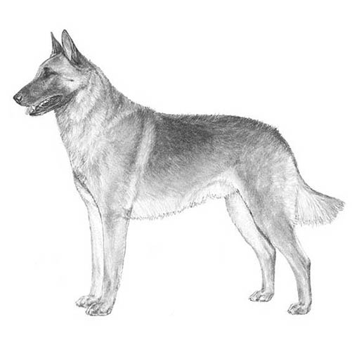 Belgian Malinois Black Long Hair: The Ultimate Guide to Owning and ...