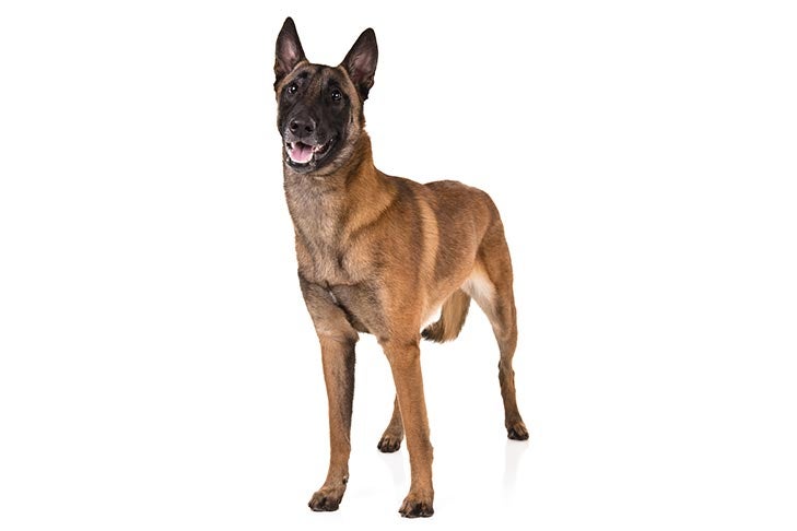 Belgian Malinois Dog Breed Information