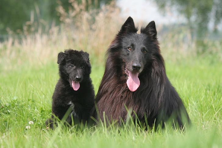 Belgian Sheepdog with puppy laying down