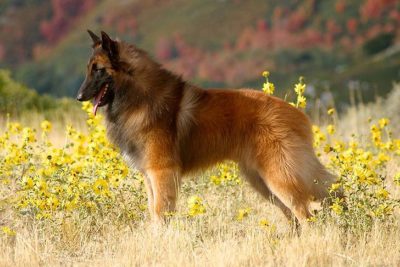 Largest Dog Breeds – American Kennel Club