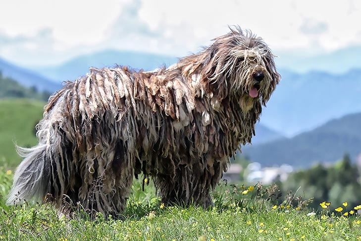 Bergamasco Sheepdog standing in a field in the mountains.