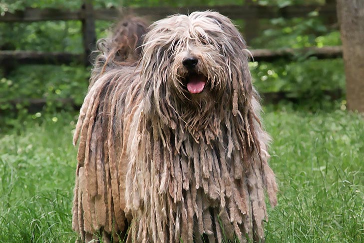Bergamasco Sheepdog standing in a pasture.